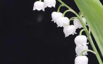 Le 1er mai : un jour férié pas comme les autres