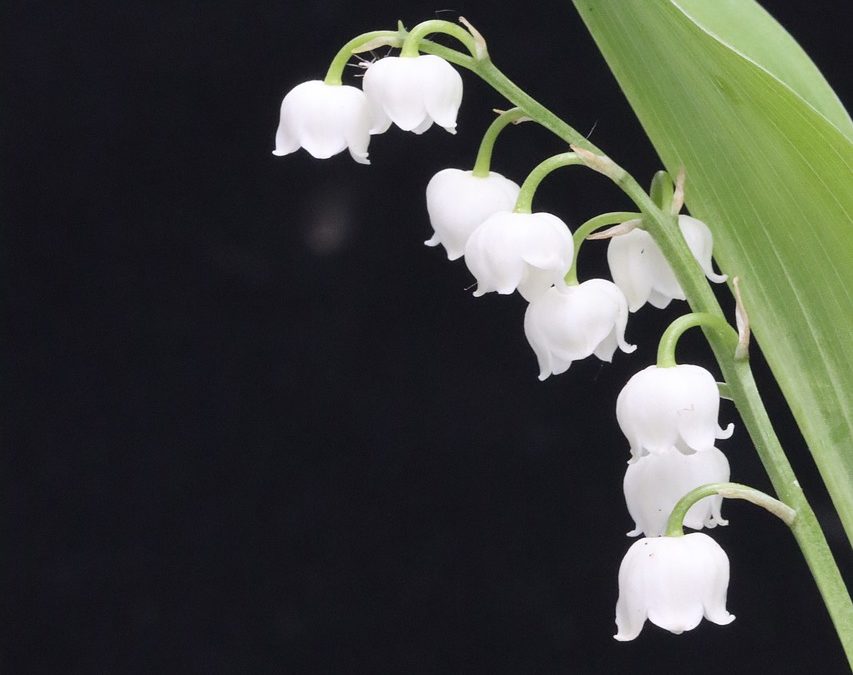 Muguet