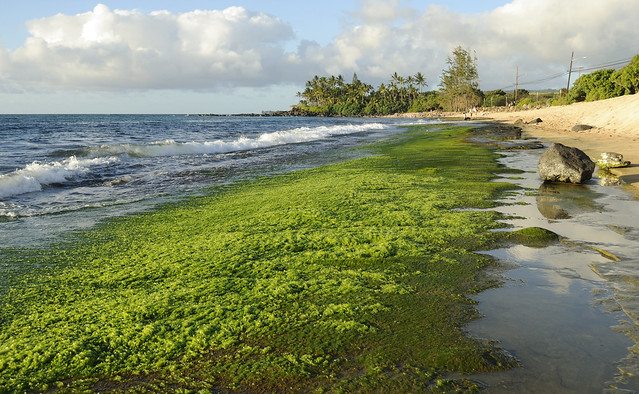 Littoral avec algues vertes