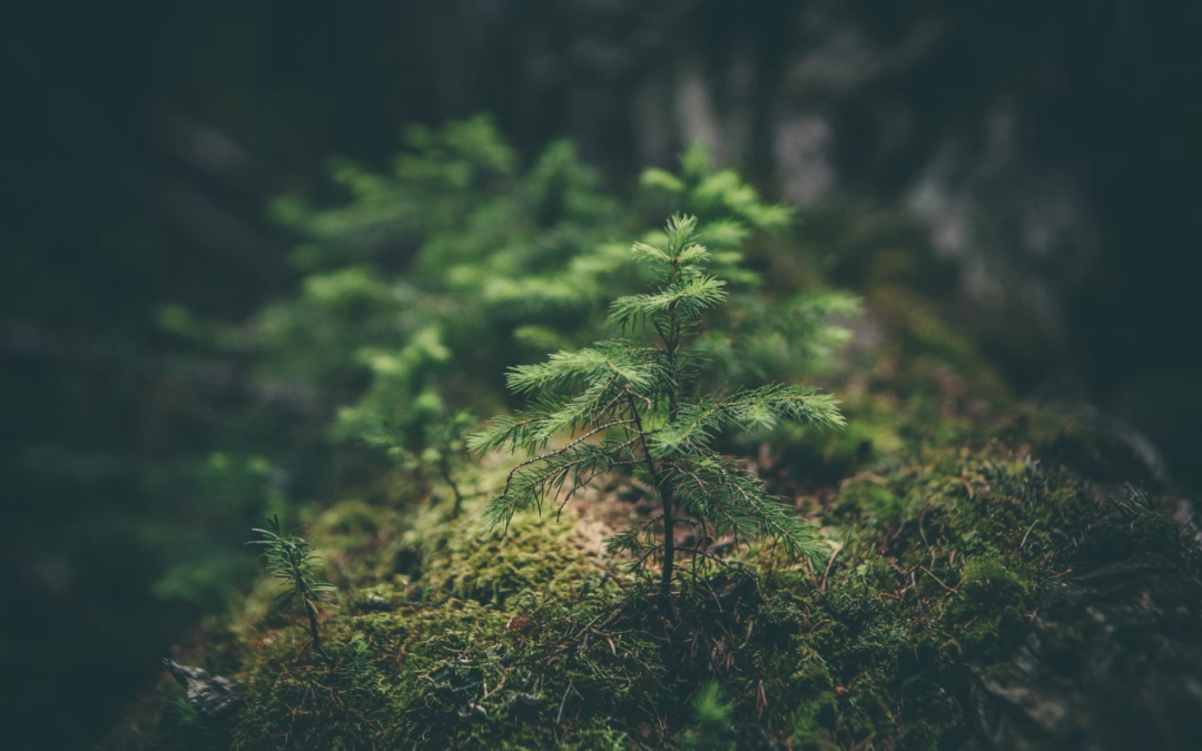 environnement